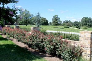 Field of Honor East garden wall with rose bushes.