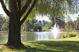 Serenity Garden lake view with weeping willow, lake, and ducks swimming in a row.